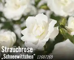 Hornbach Strauchrose schneewittchen Angebot