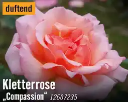 Hornbach Kletterrose compassion Angebot