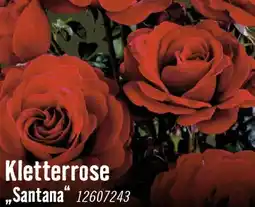 Hornbach Kletterrose santana Angebot