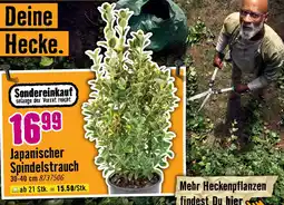 Hornbach Japanischer spindelstrauch Angebot