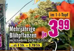 Hornbach Mehrjährige blühpflanzen Angebot