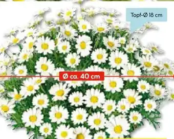 Hellweg Margeriten-Busch Angebot
