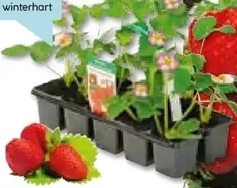 Hellweg Erdbeerpflanzen Angebot