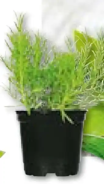 Hellweg Plantiflor Gourmetkräuter Angebot