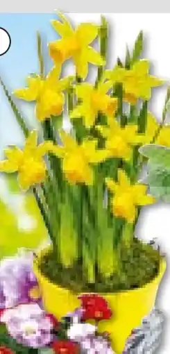 Hellweg Narzissen Angebot