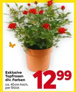 Billa Exklusive Topfrosen div. Farben Angebot