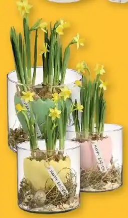 Lidl Oster-Arrangement mit Narzissen Angebot