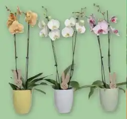 PENNY Orchideen Phalaenopsis Angebot