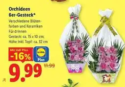 Lidl Orchideen 6er-Gesteck Angebot