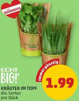 PENNY Kräuter im topf Angebot