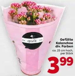 Billa Gefüllte Kalanchoe div. Farben Angebot