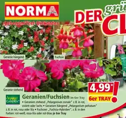 Norma Geranien/fuchsien Angebot