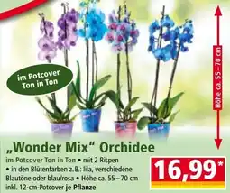 Norma Wonder mix" orchidee Angebot