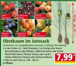 Norma Obstbaum im jutesack Angebot