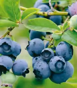 Hagebau Garten Krone Heidelbeere Angebot