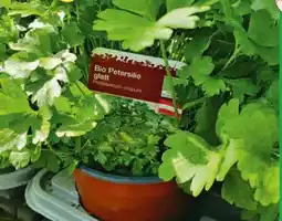 Hagebau Bio-Pflanze Petersilie Angebot