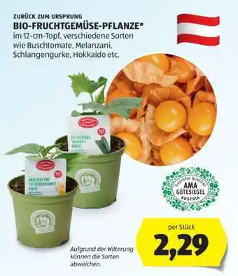 Hofer BIO-FRUCHTGEMÜSE-PFLANZE Angebot