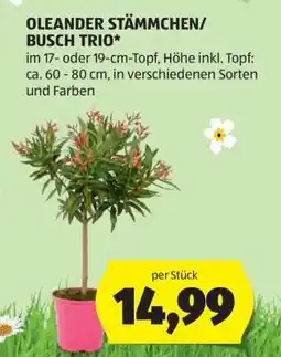 Hofer OLEANDER STÄMMCHEN/BUSCH TRIO Angebot