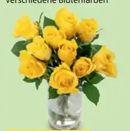 Hofer Rosen Angebot