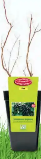 Hofer Zurück zum Ursprung Bio-Beerenstrauch Angebot