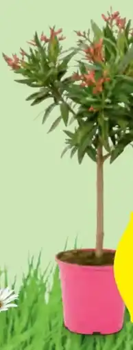 Hofer Oleander Stämmchen Angebot