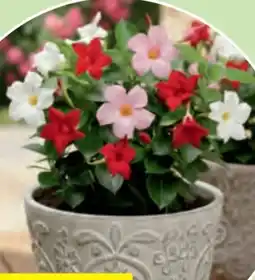 Hofer Dipladenia Busch Trio Angebot