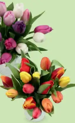 Hofer Tulpen Rainbow Angebot