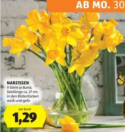 Hofer Narzissen Angebot