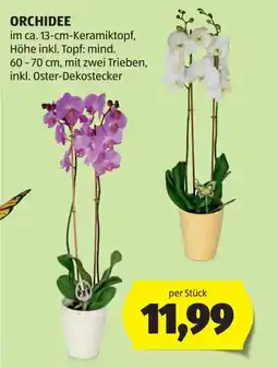 Hofer Orchidee Angebot
