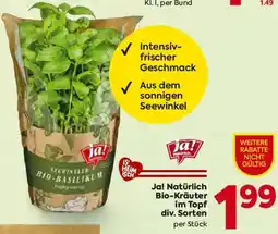 Billa Ja! Natürlich Bio-Kräuter im Topf Angebot