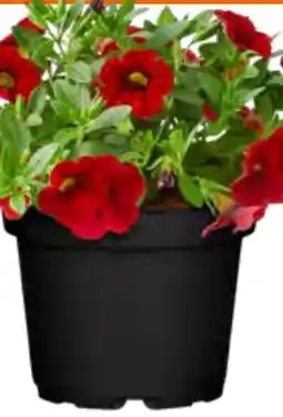 OBI Zauberglöckchen Angebot