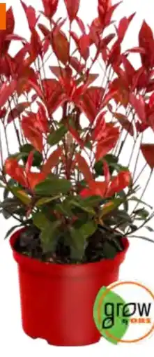 OBI Grow by Obi Glanzmispel Devil´s Dream Angebot