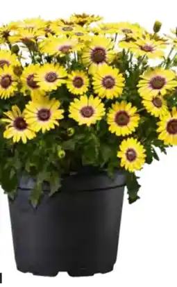 OBI Kapkörbchen Angebot