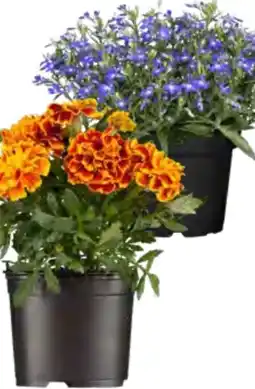 OBI Beetware Angebot