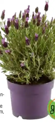 OBI Grow by Obi Schopflavendel Lavinia Blue Angebot