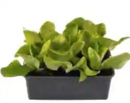 OBI Salatpflanzen Angebot