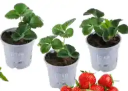 OBI Erdbeerpflanzen Angebot