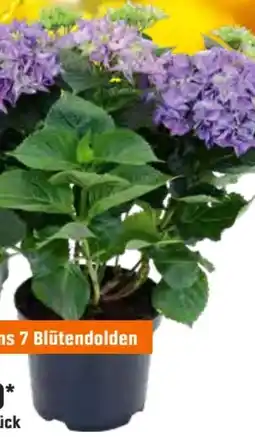 OBI Bauernhortensie Angebot