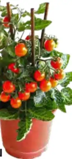 OBI Grow by Obi Gemüsepflanzen mit Frucht Mix Angebot