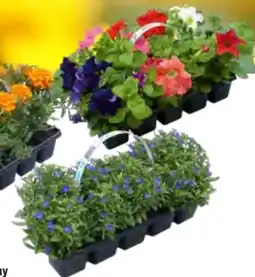 OBI Beetpflanzen Angebot