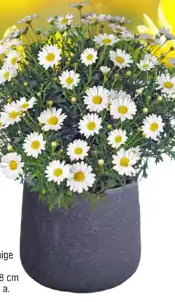 OBI Strauchmargerite Angebot