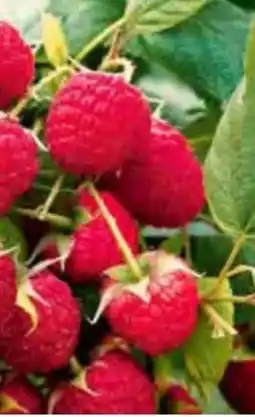 OBI Grow by Obi Bio Himbeere Willamette Angebot