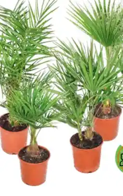 OBI Grow by Obi Palmenmix Angebot