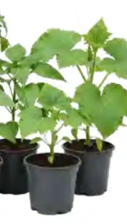 OBI Gemüsepflanzen Angebot