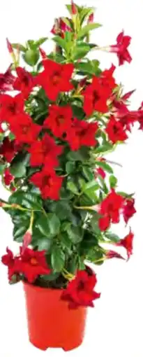 OBI Dipladenie Angebot