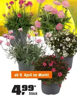 OBI Staudenmix Angebot