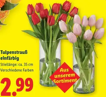 Lidl Tulpenstrauß einfärbig Angebot