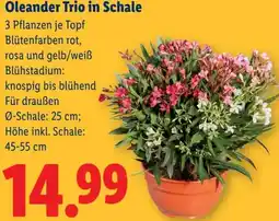 Lidl Oleander Trio in Schale Angebot