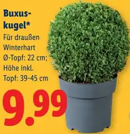 Lidl Buxus- kugel Angebot