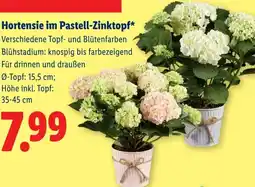 Lidl Hortensie im Pastell-Zinktopf Angebot